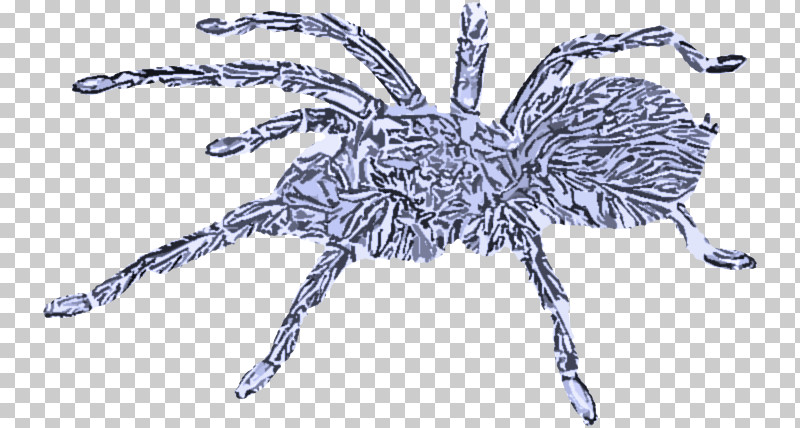 Spider Tarantula Araneus Cavaticus Arachnid Insect PNG, Clipart, Animal Figure, Arachnid, Araneus, Araneus Cavaticus, European Garden Spider Free PNG Download