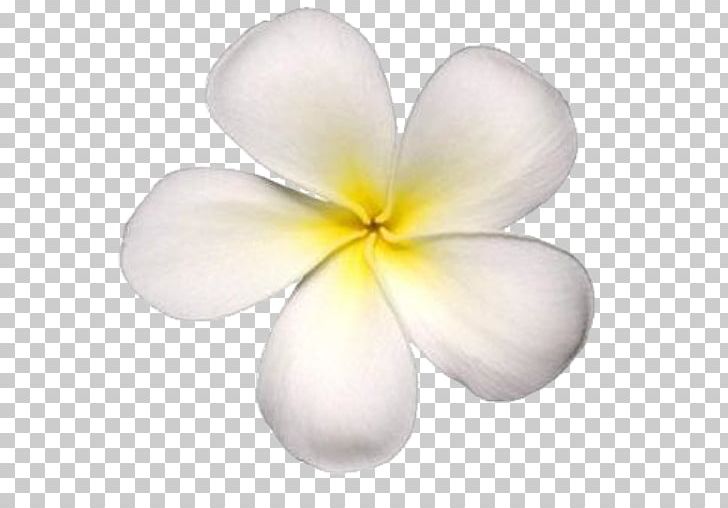 Petal Frangipani Maui Flower Photography PNG, Clipart, Crop, Floral Design, Flower, Flowering Plant, Frangipani Free PNG Download