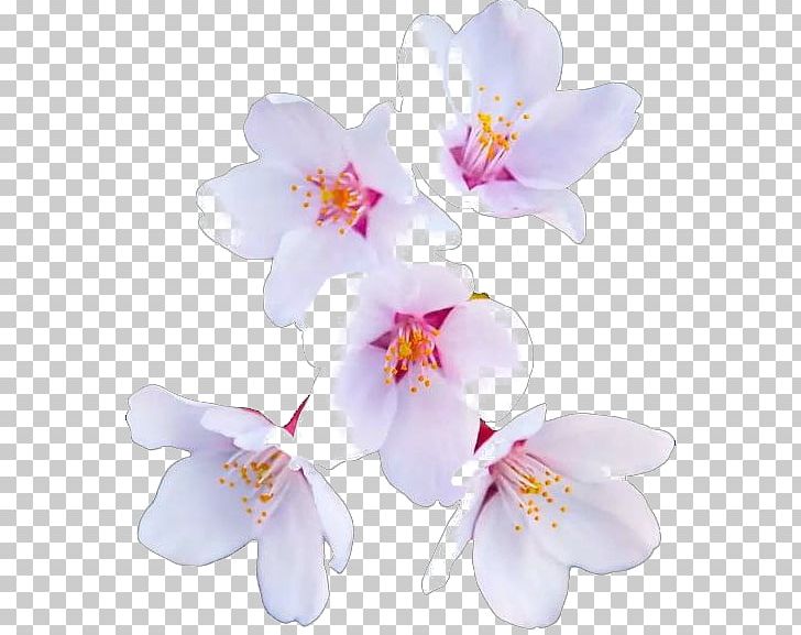 Cherry Blossom Flower Paper PNG, Clipart, Blossom, Branch, Cherry, Cherry Blossom, Cut Flowers Free PNG Download
