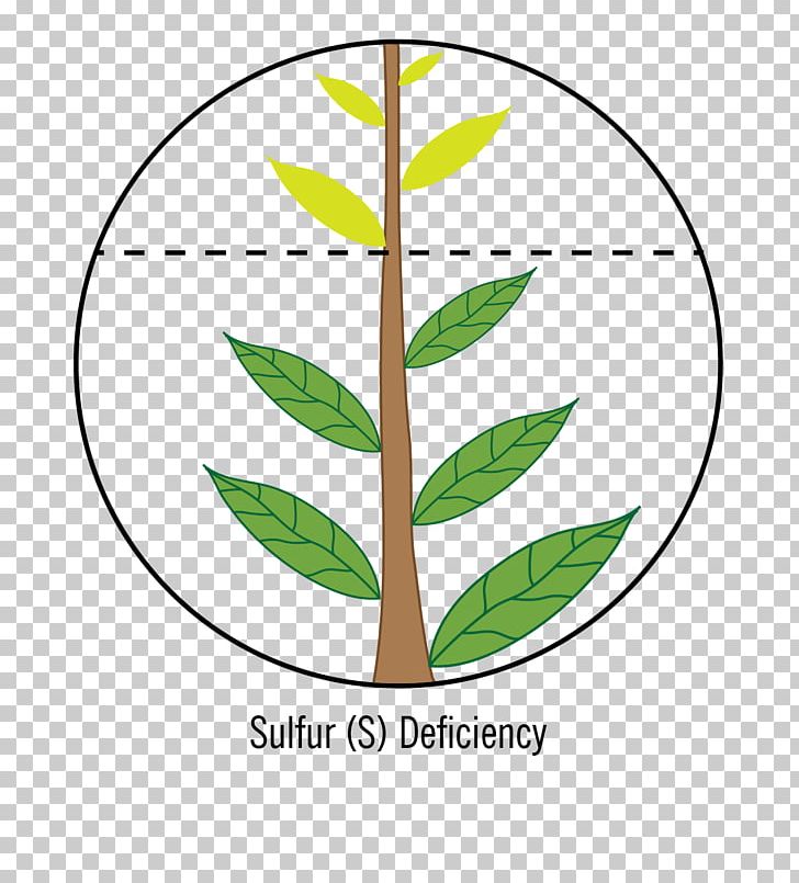 Leaf Plant Stem Line PNG, Clipart, Area, Artwork, Grass, Leaf, Line Free PNG Download