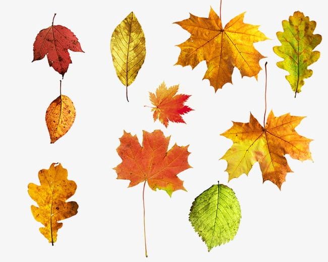 Leaves PNG, Clipart, Autumn, Landscape, Leaf, Leaves, Leaves Clipart Free PNG Download