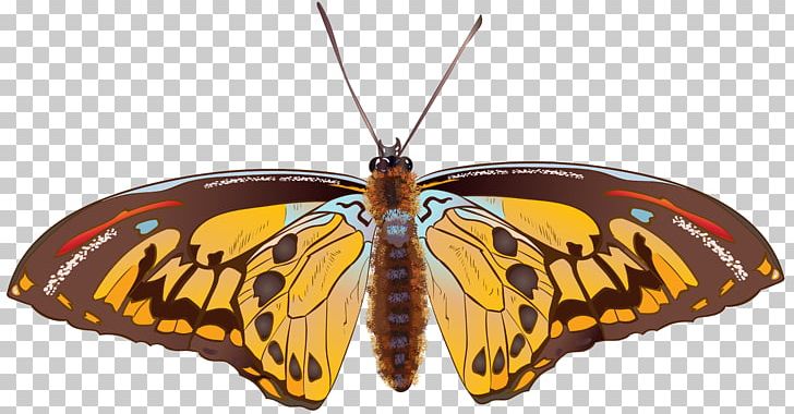 Monarch Butterfly Pieridae Moth Brush-footed Butterflies PNG, Clipart, Arthropod, Brown Butterfly, Brush Footed Butterfly, Butterflies And Moths, Butterfly Free PNG Download