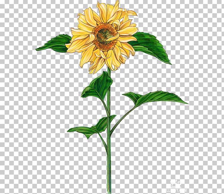 Common Sunflower Brochure Drawing PNG, Clipart, Annual Plant, Art, Brochure, Carnation, Common Sunflower Free PNG Download