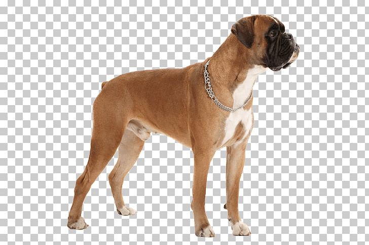 Dog Breed Boxer Caucasian Shepherd Dog Valley Bulldog Companion Dog PNG, Clipart, Appearance, Boston Terrier, Boxer, Boxer Dog, Breed Free PNG Download