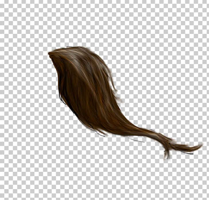 Horse Tail Mane PNG, Clipart, Animal, Animals, Brown Hair, Diagram, Equisetum Free PNG Download