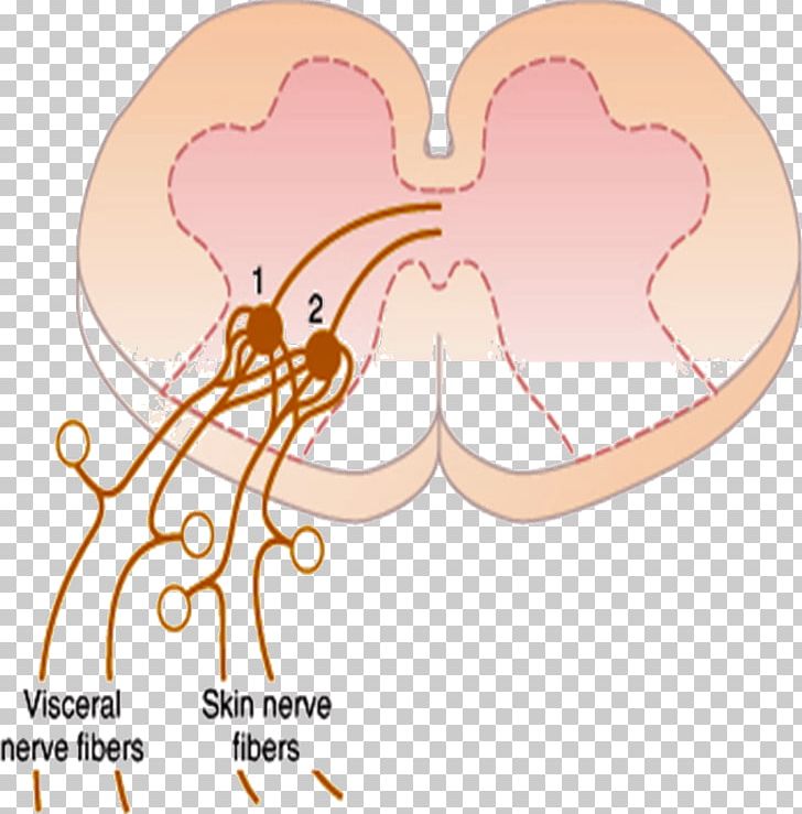 Referred Pain Periaqueductal Gray Ache Stimulus Midbrain PNG, Clipart, Ache, Analgesic, Area, Brain, Ear Free PNG Download