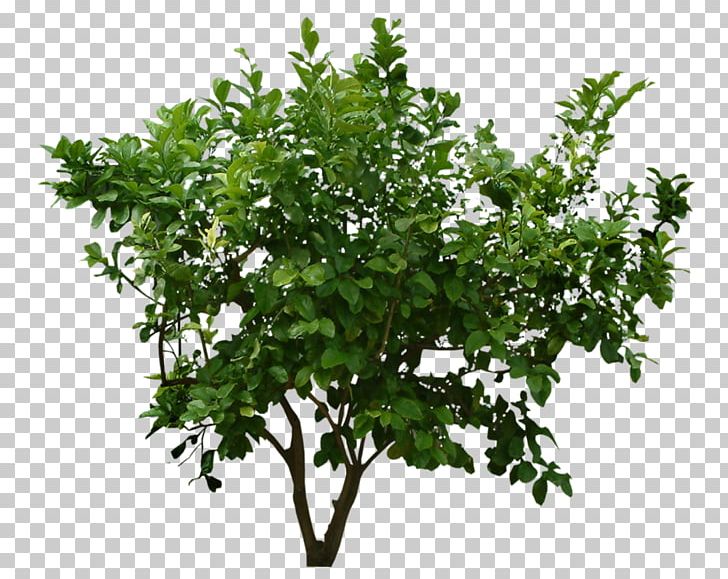 Bushes PNG, Clipart, Bushes Free PNG Download