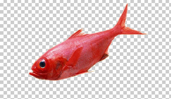Carassius Auratus Deep Sea Fish Red PNG, Clipart, Animals, Animal Source Foods, Aquarium Fish, Bony Fish, Deep Sea Free PNG Download