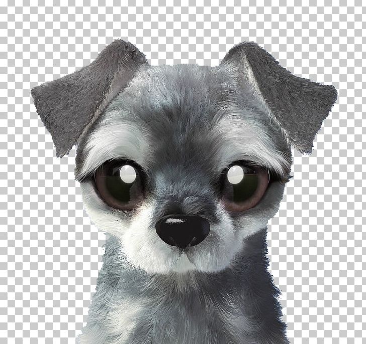 Chihuahua Chien-gris Puppy Dog Breed Toy Dog PNG, Clipart, Animal, Animals, Big, Big Eyes, Breed Group Dog Free PNG Download