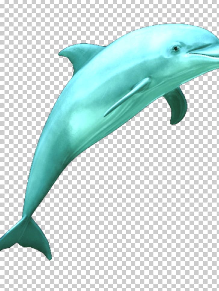 Common Bottlenose Dolphin PNG, Clipart, Animals, Bottlenose Dolphin, Cetacea, Fauna, Mammal Free PNG Download