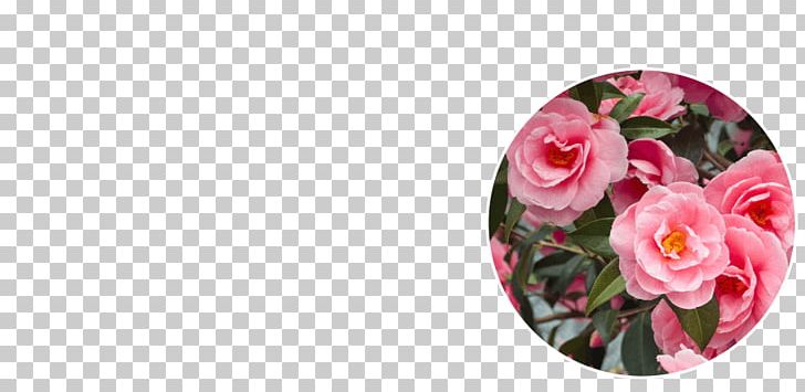 Garden Roses Floral Design Cut Flowers Petal PNG, Clipart, Cut Flowers, Floral Design, Floristry, Flower, Flowering Plant Free PNG Download
