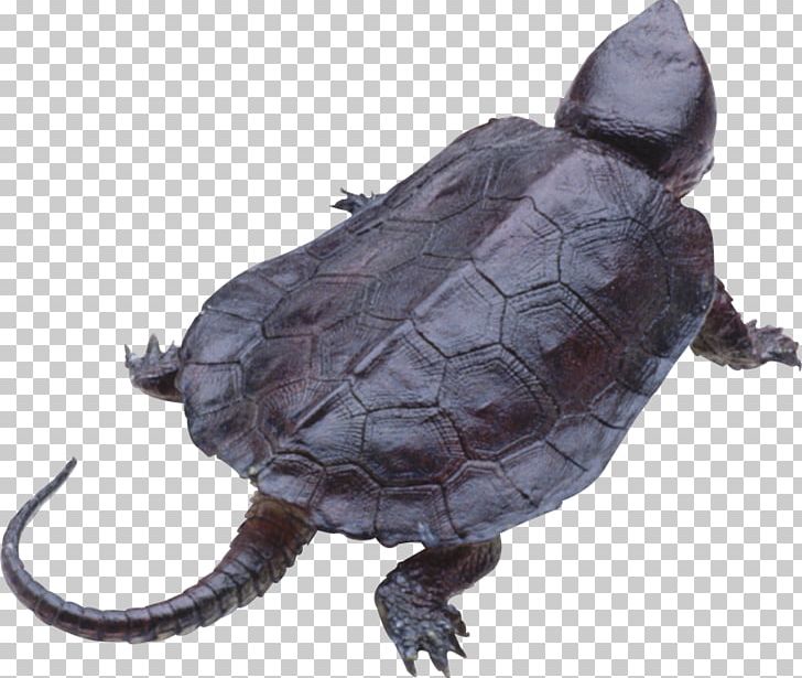Turtle Shell Sea Turtle PNG, Clipart, Asian Forest Tortoise, Box Turtle, Box Turtles, Chelydridae, Common Snapping Turtle Free PNG Download
