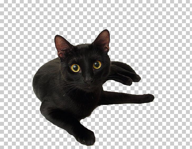 Black Cat Black Panther Kitten Le Chat Noir PNG, Clipart, Animals, Asian, Black, Black Cat, Black Panther Free PNG Download