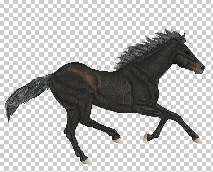 Foal Mane Mustang Bridle Mare PNG, Clipart, Bridle, Colt, Cute Wind, English Riding, Equestrian Free PNG Download