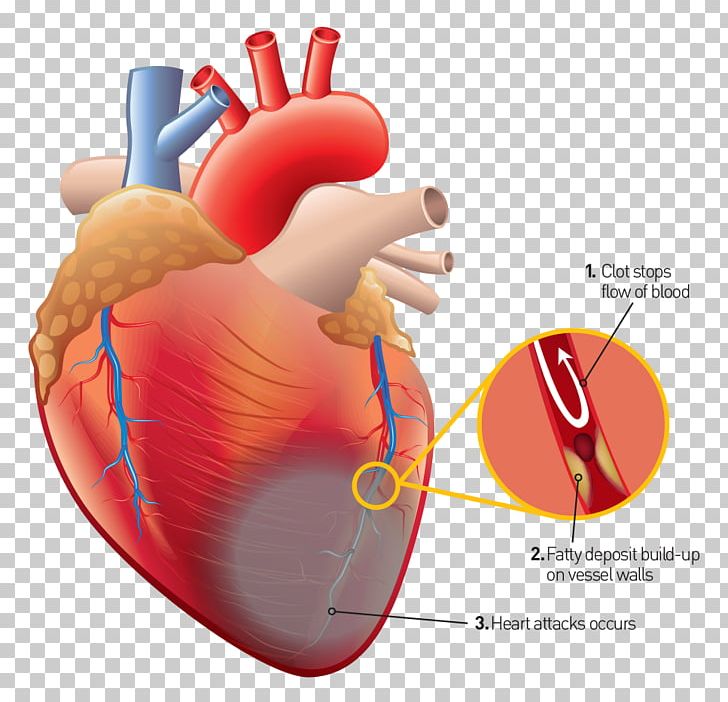 Human Heart Human Anatomy Human Body PNG, Clipart, Anatomy, Cardiac Muscle, Cardiology, Finger, Hand Free PNG Download