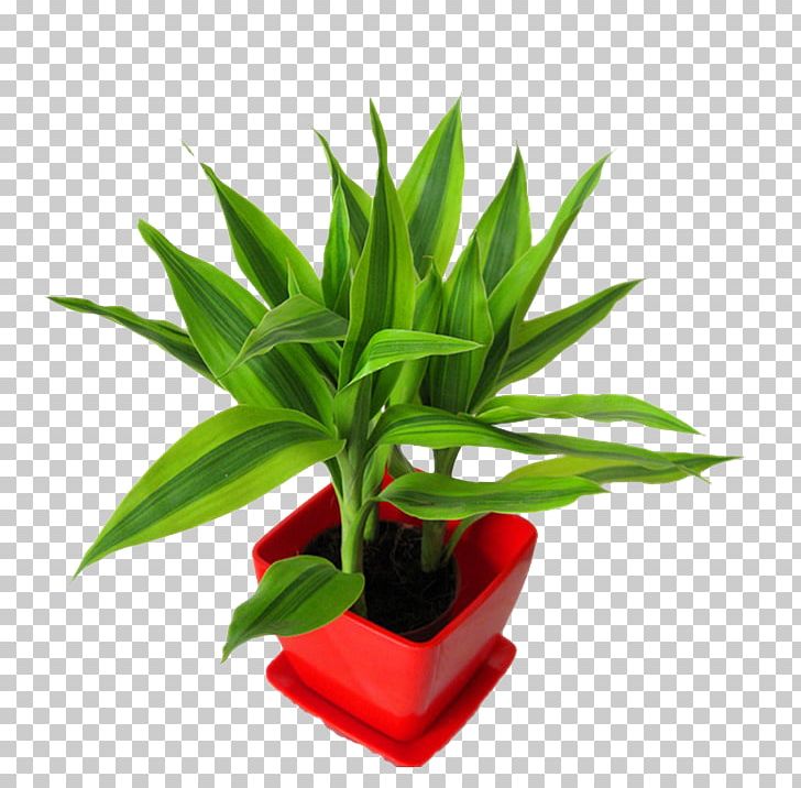 Lucky Bamboo Leaf Soil Plant PNG, Clipart, Adult Child, Agavoideae, Bamboe, Bamboo, Bamboo Border Free PNG Download