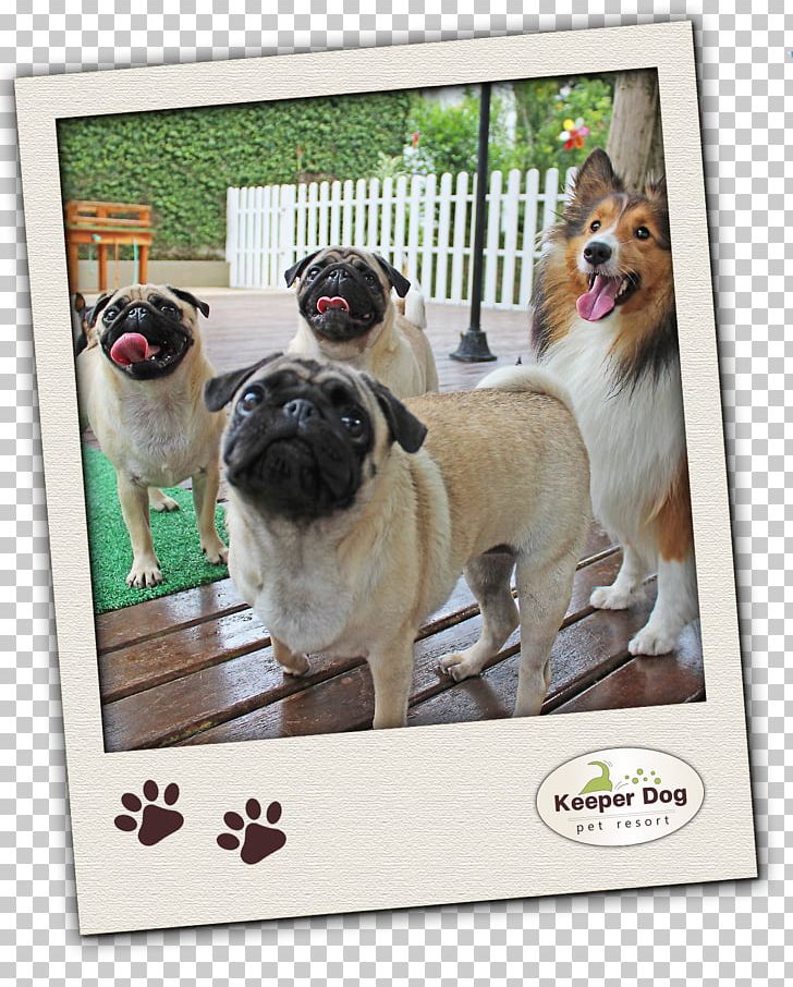 Pug Dog Breed Toy Dog Breed Group (dog) Pet PNG, Clipart, Animals, Breed, Breed Group Dog, Carnivoran, Cat Free PNG Download