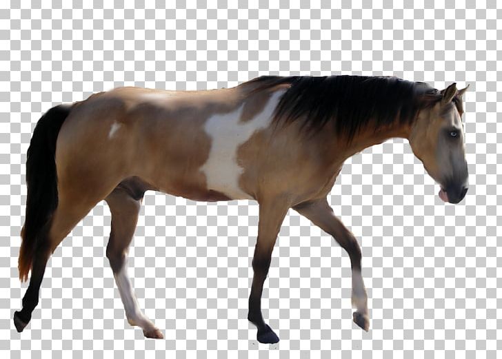 American Paint Horse Mustang Foal Mare Stallion PNG, Clipart, American Paint Horse, Colt, Drawing, Foal, Halter Free PNG Download