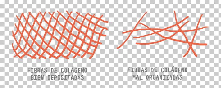 Fibra Colágena Fiber Scar Collagen Wound Healing PNG, Clipart, Angle, Area, Brand, Circle, Collagen Free PNG Download