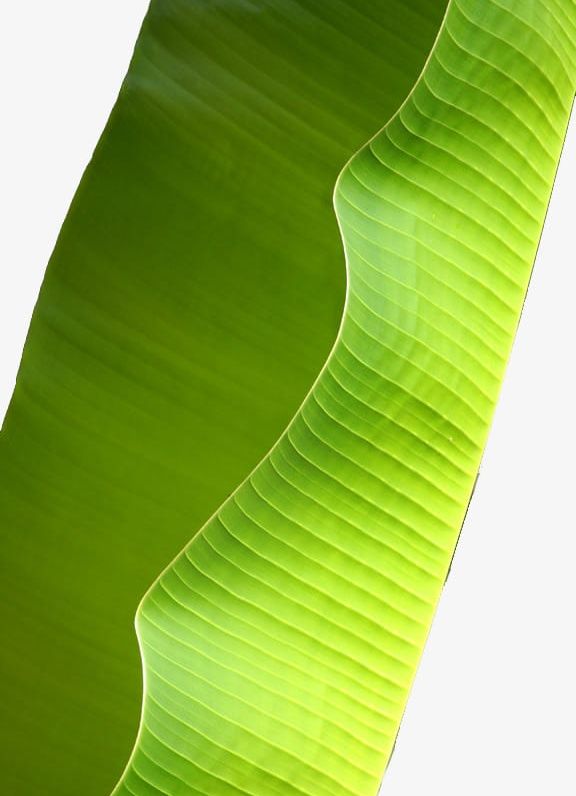 Green Banana Leaves Decorated PNG, Clipart, Banana, Banana Clipart, Banana Leaves, Decorated Clipart, Decoration Free PNG Download