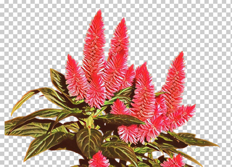 Flower Plant Prince Of Wales Feathers Houseplant Woolflowers PNG, Clipart, Amaranth, Amaranth Family, Anthurium, Blood Amaranth, Flower Free PNG Download