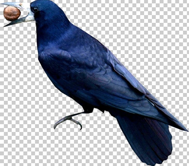 American Crow Rook New Caledonian Crow Cobalt Blue PNG, Clipart, American Crow, Animals, Beak, Bird, Blackbird Free PNG Download