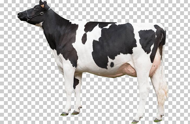 Holstein Friesian Cattle Texas Longhorn Beef Cattle Gyr Cattle PNG, Clipart, Animal, Animals, Beef Cattle, Bull, Calf Free PNG Download