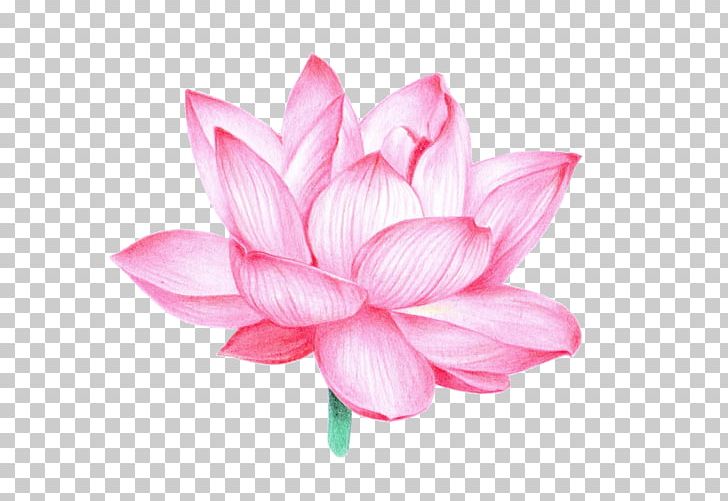 Nelumbo Nucifera Vajra Shadowology Buddhism Buddhist Symbolism PNG, Clipart, Aquatic Plant, Buddhism, Dahlia, Flower, Flowering Plant Free PNG Download