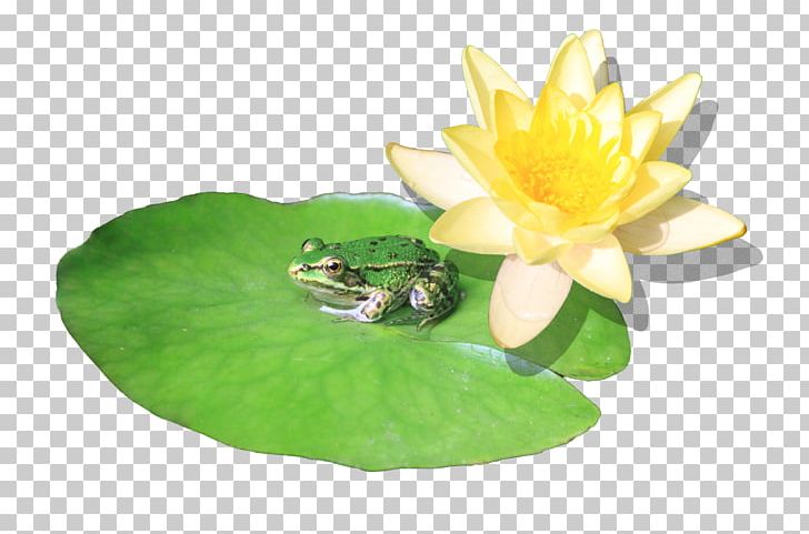 Nelumbonaceae Aquatic Plants Nelumbo Nucifera PNG, Clipart, Aquatic Plant, Aquatic Plants, Flower, Lotus Family, Nelumbonaceae Free PNG Download