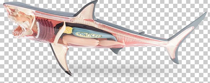 Requiem Sharks Great White Shark Shark Anatomy PNG, Clipart, Anatomy, Animal Figure, Animals, Bone, Cartilaginous Fish Free PNG Download