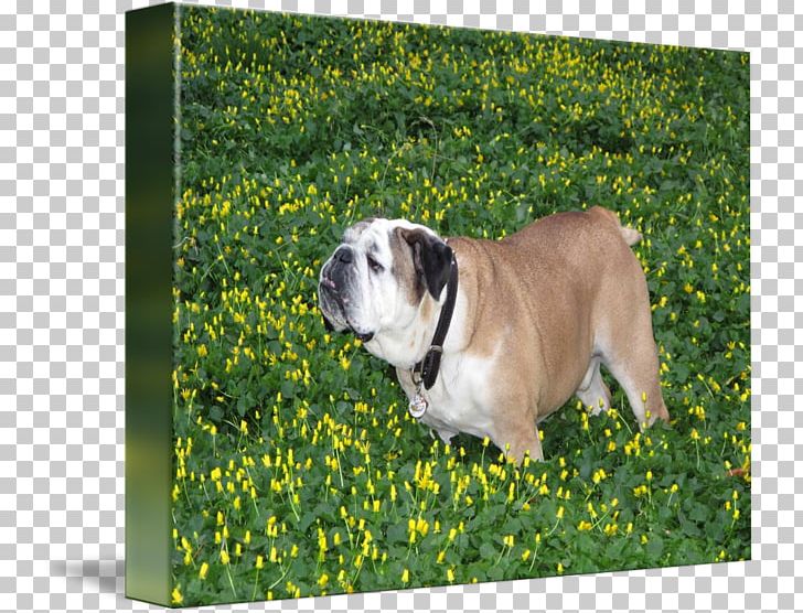 Toy Bulldog Olde English Bulldogge Dorset Olde Tyme Bulldogge Dog Breed PNG, Clipart, Breed, British Bulldogs, Bulldog, Bulldog Breeds, Carnivoran Free PNG Download