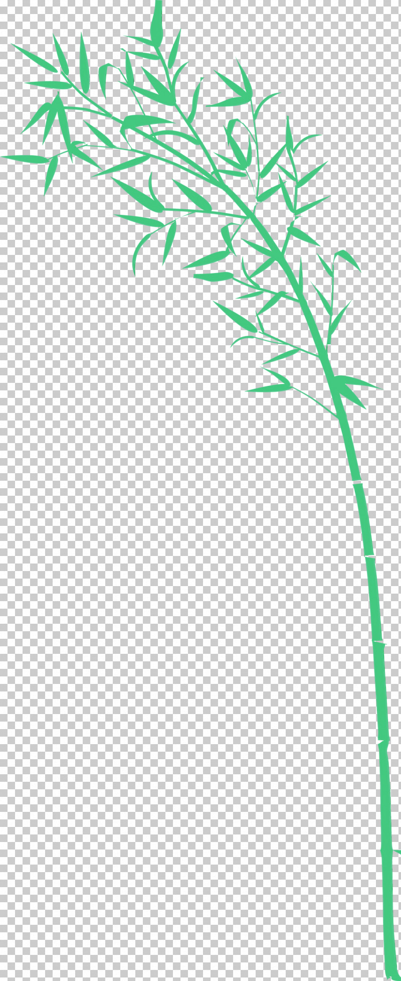 Green Plant Stem Plant Grass Family Leaf PNG, Clipart, Bamboo, Flower, Grass, Grass Family, Green Free PNG Download