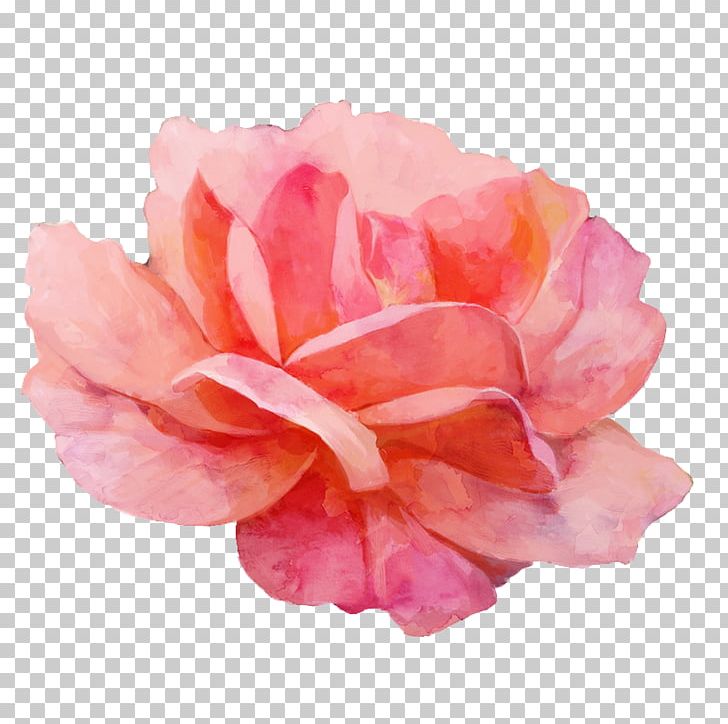 Garden Roses Watercolor Painting PNG, Clipart, Camellia, Cut Flowers, Element, Floral, Floral Border Free PNG Download