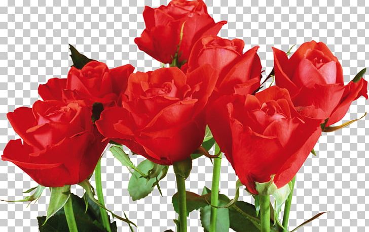 Oil Painting Rose Flower PNG, Clipart, Annual Plant, Art, Bud, Canvas, Cut Flowers Free PNG Download