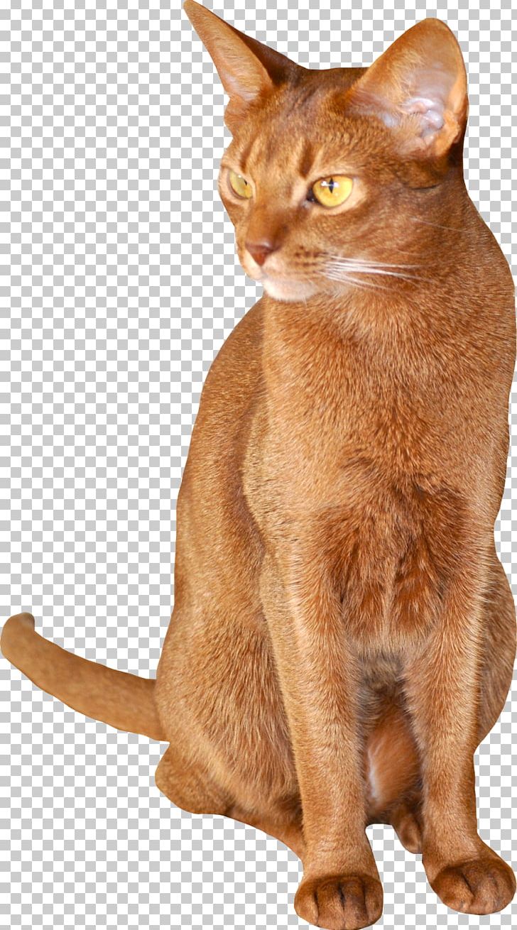 Abyssinian Chausie Burmese Cat German Rex Somali Cat PNG, Clipart, Animal, Animals, Asian, Breed, Burmese Free PNG Download