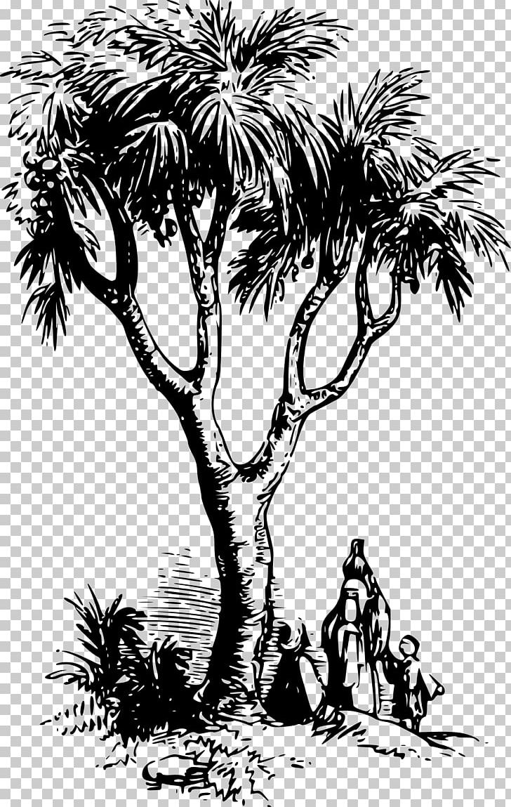 Asian Palmyra Palm Drawing Arecaceae PNG, Clipart, Animals, Arecaceae, Arecales, Art, Asian Palmyra Palm Free PNG Download
