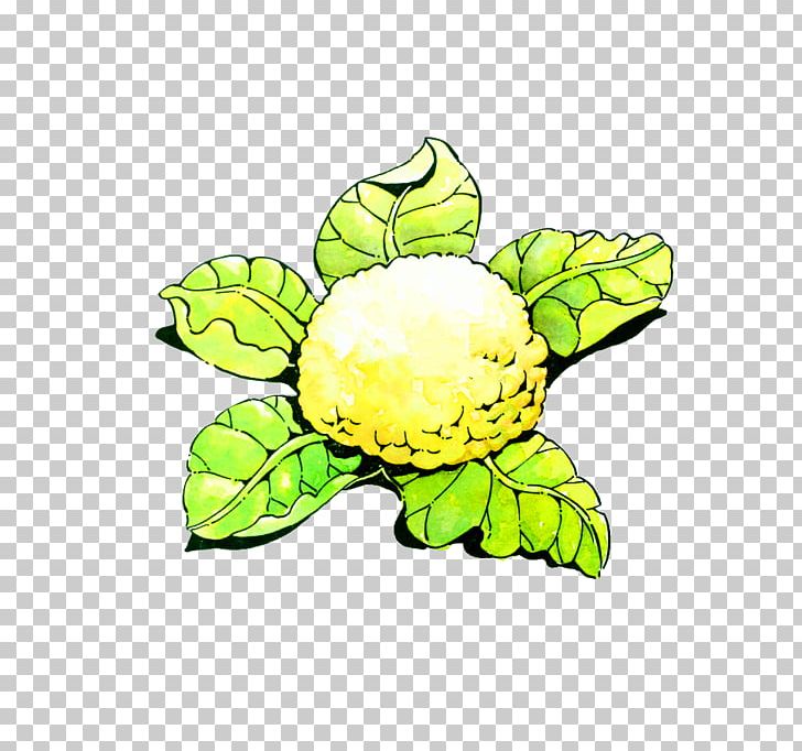 Cartoon Cauliflower Vegetable Illustration PNG, Clipart, Cartoon, Cartoon Cauliflower, Cauliflower, Cauliflower Frozen, Cauliflower Jellyfish Free PNG Download