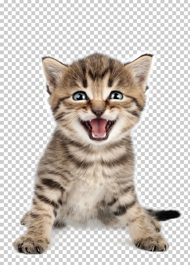Cat Kitten Meow Purr Pet PNG, Clipart, Animal, Animals, Asian, Bengal, Carnivoran Free PNG Download
