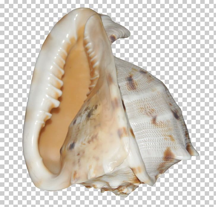 Cockle Shankha Conchology Seashell PNG, Clipart, Clam, Clams Oysters Mussels And Scallops, Cockle, Conch, Conchology Free PNG Download