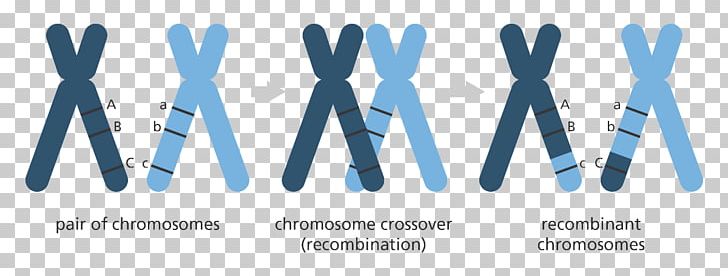 Genetics Mutation Genome Chromosomal Crossover Chromosome PNG, Clipart, Biology, Blue, Brand, Chromosomal Crossover, Chromosome Free PNG Download