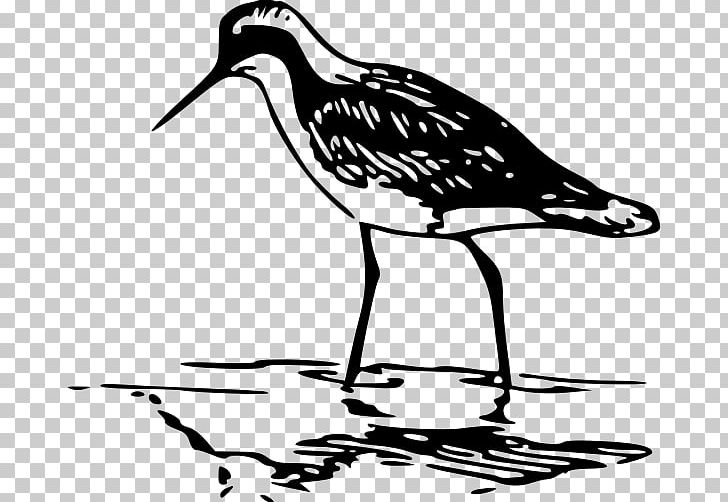 Phalaropes Line Art PNG, Clipart, Artwork, Beak, Bird, Black And White, Charadriiformes Free PNG Download