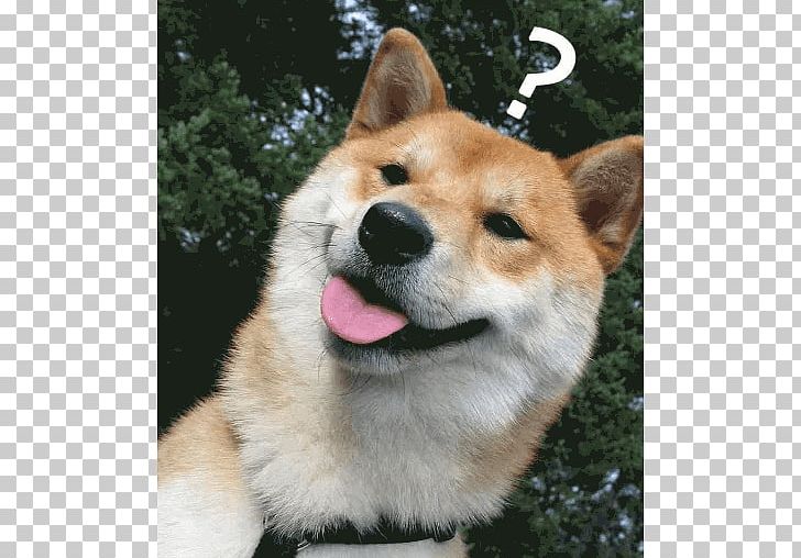 Shiba Inu Puppy Akita Dogo Argentino Dog Breed PNG, Clipart, Akita, Animal, Animals, Carnivoran, Companion Dog Free PNG Download