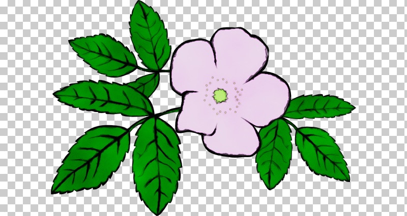 Rose PNG, Clipart, Biology, Branching, Cut Flowers, Flower, Herbaceous Plant Free PNG Download