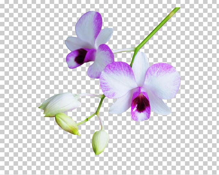 Flower Purple Petal PNG, Clipart, Blog, Branch, Computer Network, Decorative, Decorative Pattern Free PNG Download