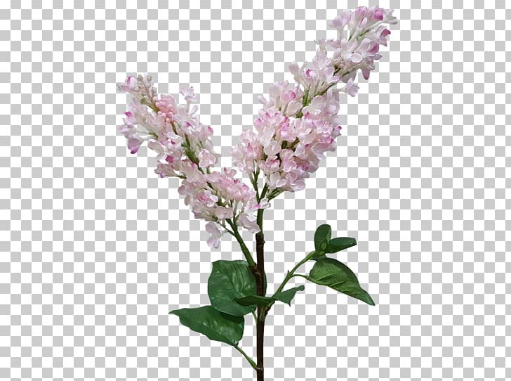 Lilac Flower Lavender Violet Purple PNG, Clipart, Blossom, Branch, Cherry Blossom, Cut Flowers, Flower Free PNG Download