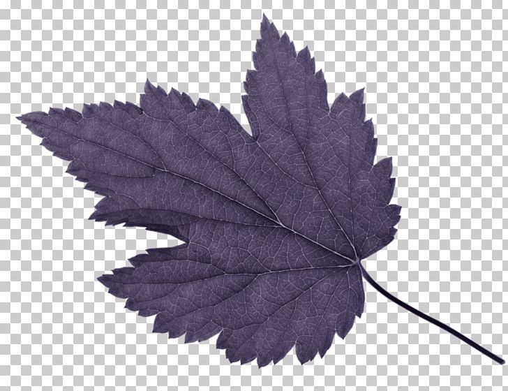 Maple Leaf PNG, Clipart, Art, Blue, Color, Decoration, Drawing Free PNG Download