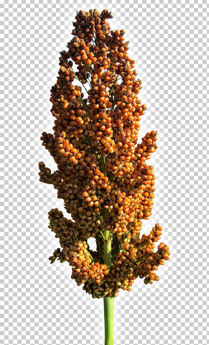 Гомологические ряды в наследственной изменчивости Aretus Genetics Homology Plant Breeding PNG, Clipart, Aretus, Branch, Christmas Decoration, Christmas Ornament, Christmas Tree Free PNG Download