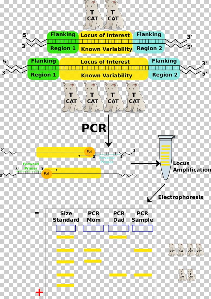 Polymerase Chain Reaction Variable Number Tandem Repeat Bovine Serum Albumin Nucleic Acid Sequence PNG, Clipart, Angle, Biology, Diagram, Dna, Genotyping Free PNG Download