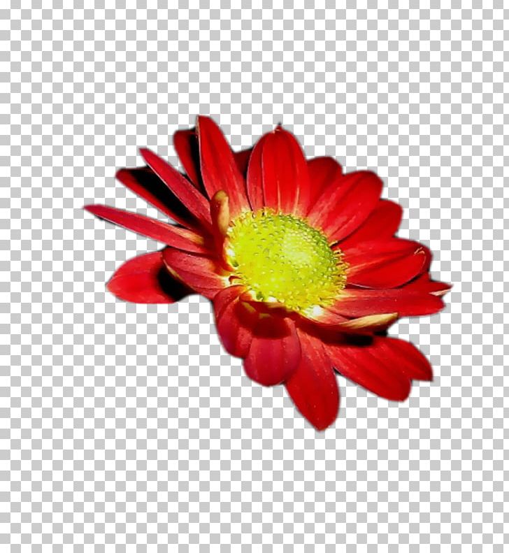 Transvaal Daisy Cut Flowers Chrysanthemum Corel Photo-Paint PNG, Clipart, Art, Chrysanthemum, Chrysanths, Closeup, Corel Free PNG Download