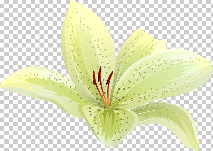 Orange Polska PNG, Clipart, Flower, Flowering Plant, Fruit Nut, Lilly, Lily Free PNG Download